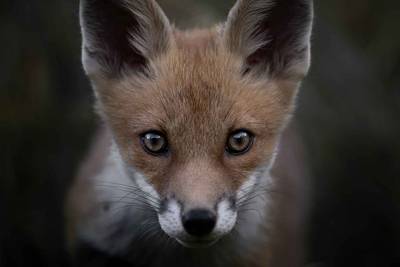 Das Flüstern der Wälder